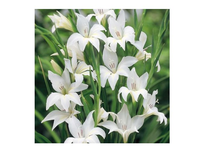 Gladiol The Bride 04