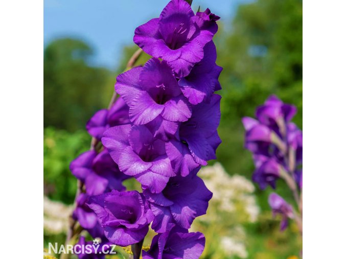 fialovy mecik gladiolus purple flora 1