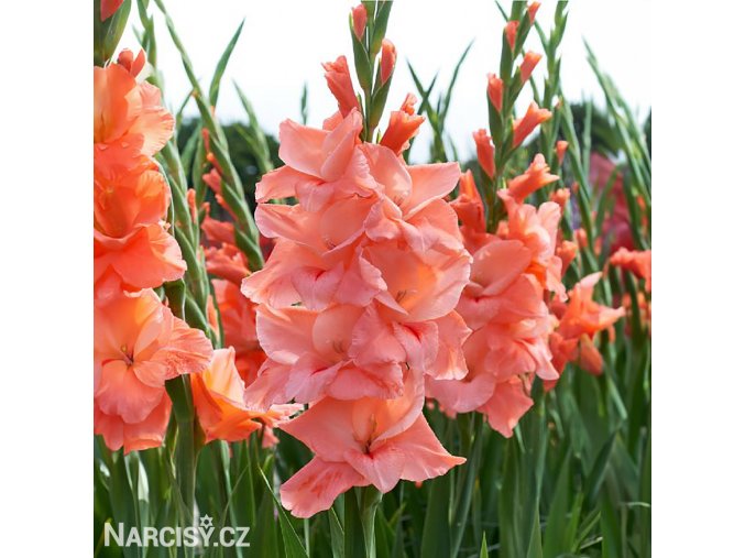 Gladiol Spic and Span 05