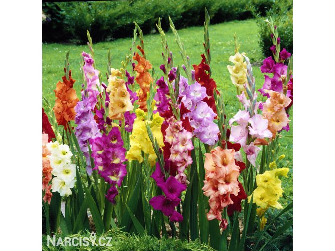 meciky smes Gladiol Mix 1