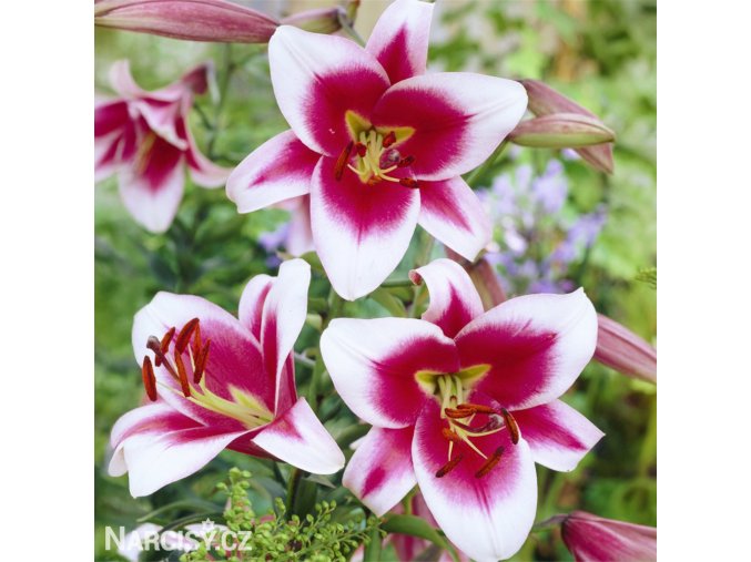 biloruzova lilie stromovita friso 1