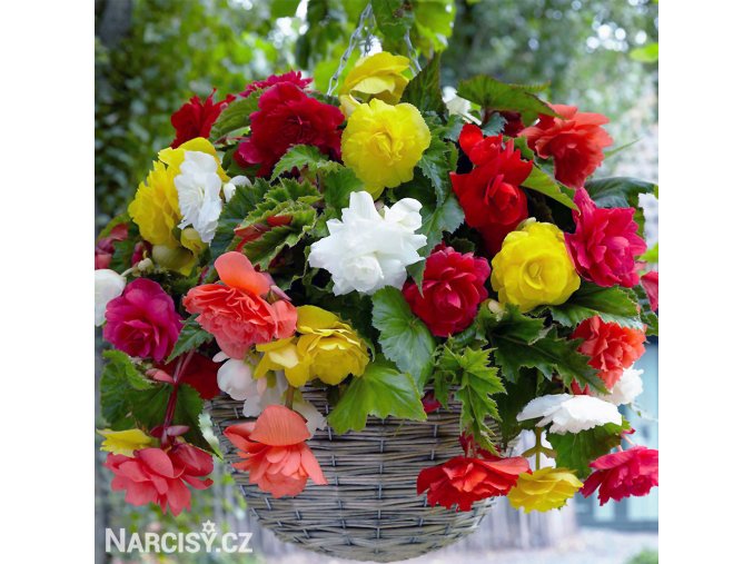 previsle begonie smes mix barev 1