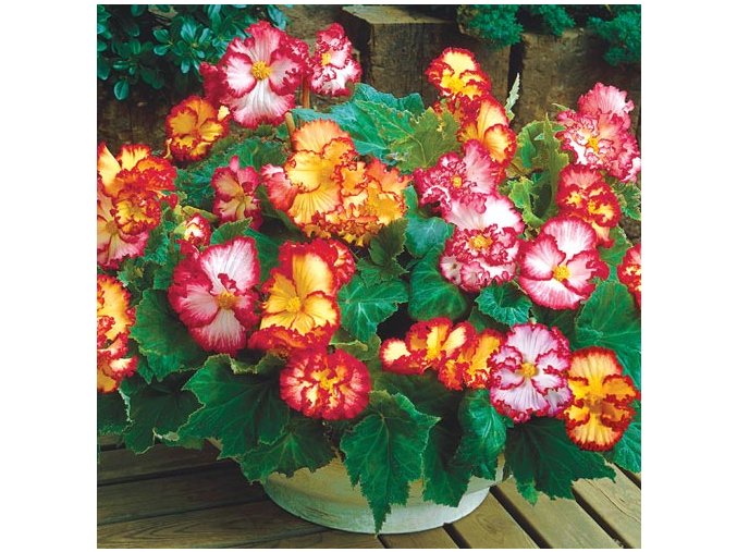 Begonie Crispa marginata mix 03