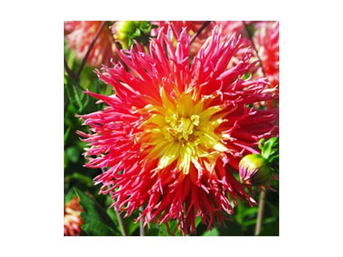 Jiřina Fringed Star 03