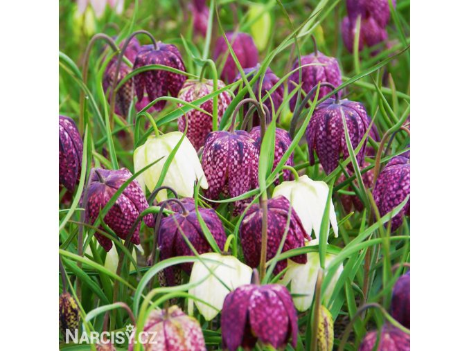 kostkované řebčíky směs fritillaria meleagris mix 3