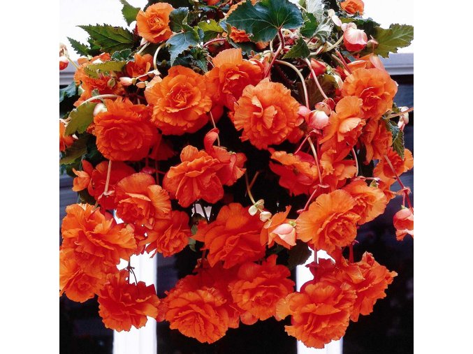 Begonie Pendula Orange 01