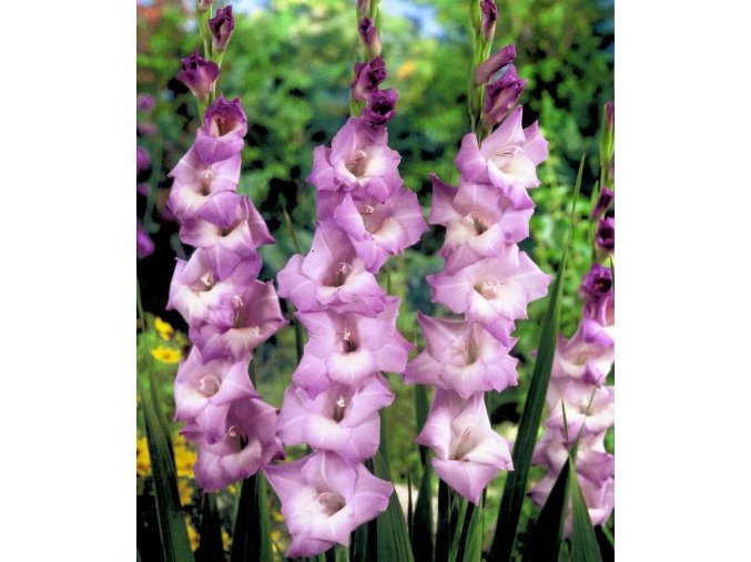 Gladiol Mediterranee 01