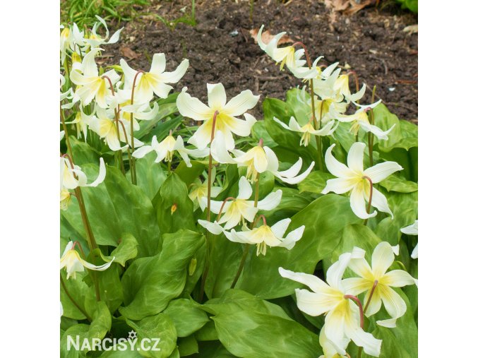 kandik bily erythronium white 5