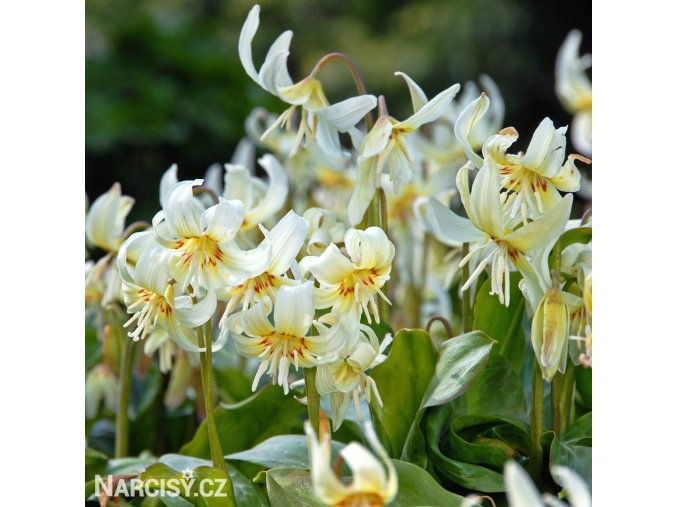 kandik bily erythronium white 1