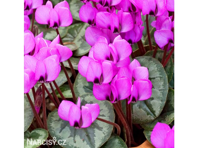 bramborik jarni cyclamen coum 4