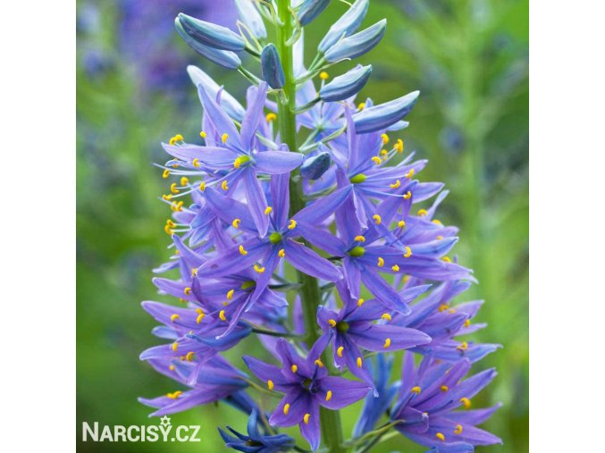 ladonik modry camassia caerulea 1