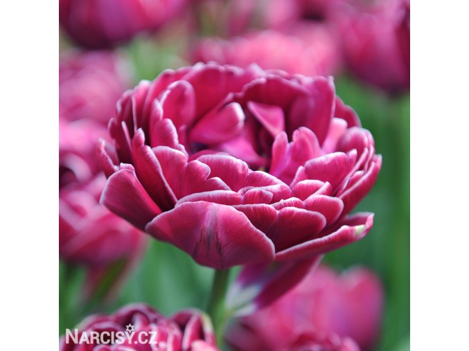 vinovy plnokvety tulipan dream touch 1