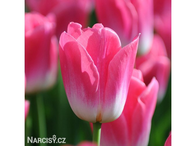 ruzovobily tulipan triumph dynasty 1