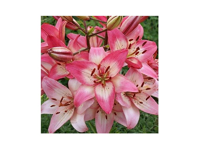 Lilie Rosellas Dream 1