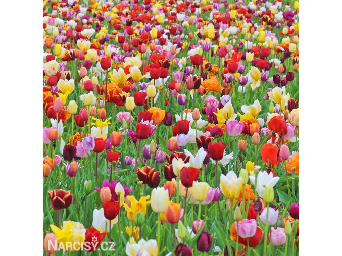 Tulipany smes 50 1