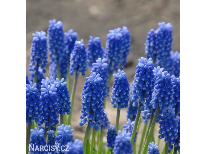 modřenec muscari blue magic 4