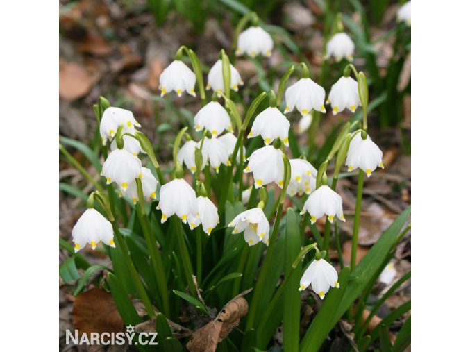 bledule jarni leucojum vernum 3