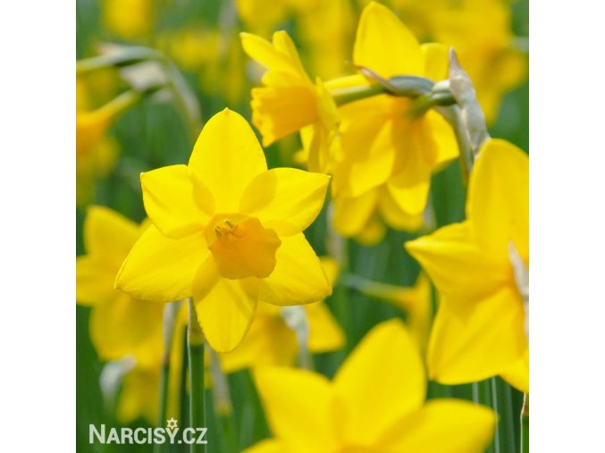 žlutý narcis sweetness 5