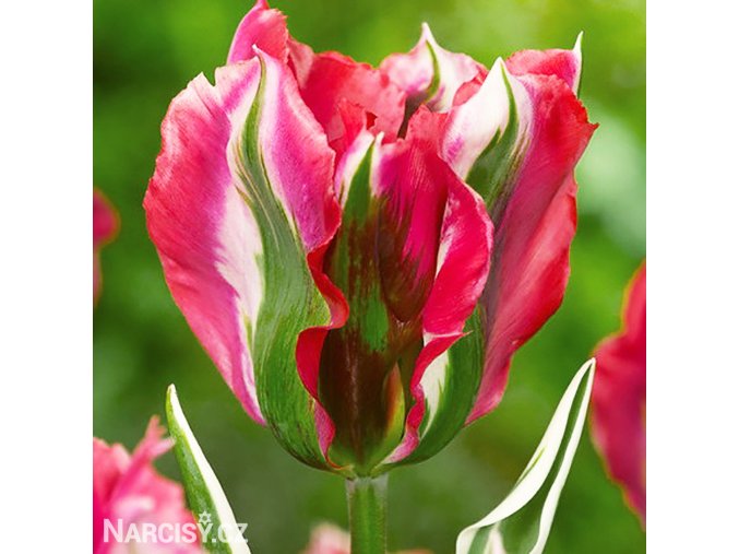 ruzovozeleny tulipan esperanto 1