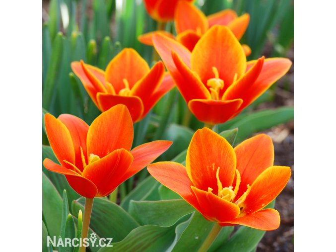 oranzovy tulipan kaufmanniana early harvest 1