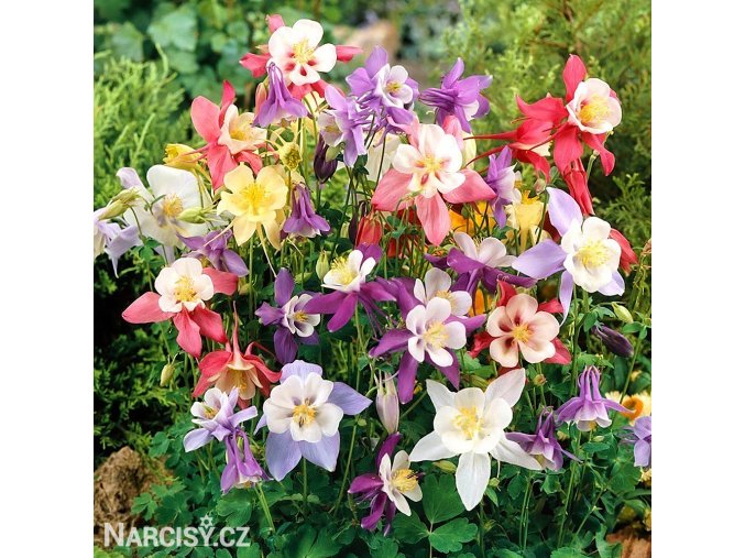 orlicky smes hybrid aquilegia mix 4