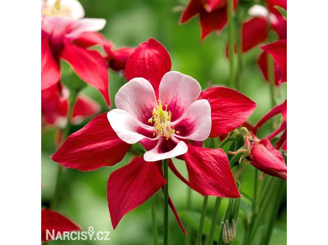 cervenobily orlicek crimson star 1