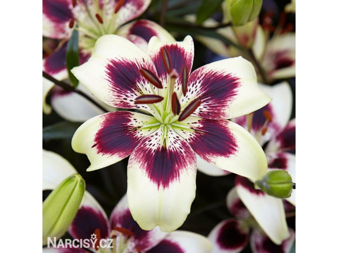 zluto fialova lilie patricias pride 1