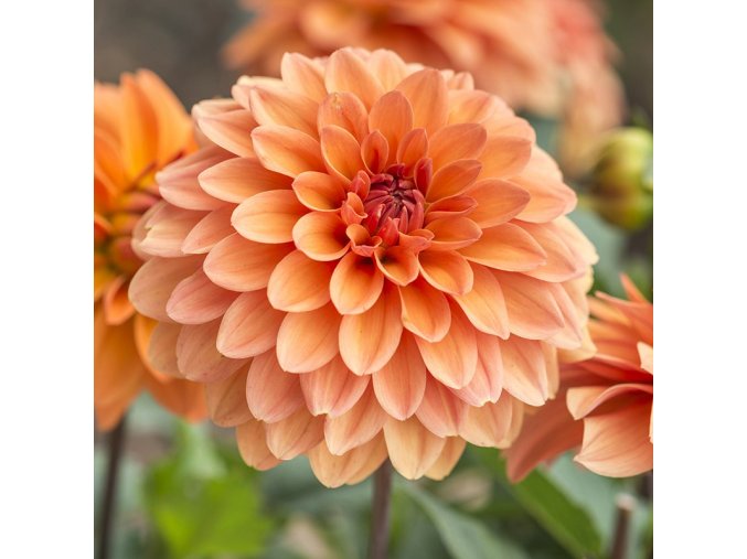 Jiřina Summer Flame 03