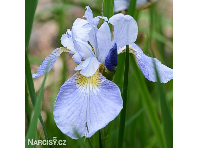 bledě modrý kosatec sky wings iris reticulata 1