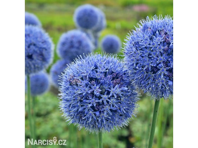 modry cesnek allium caeruleum 5