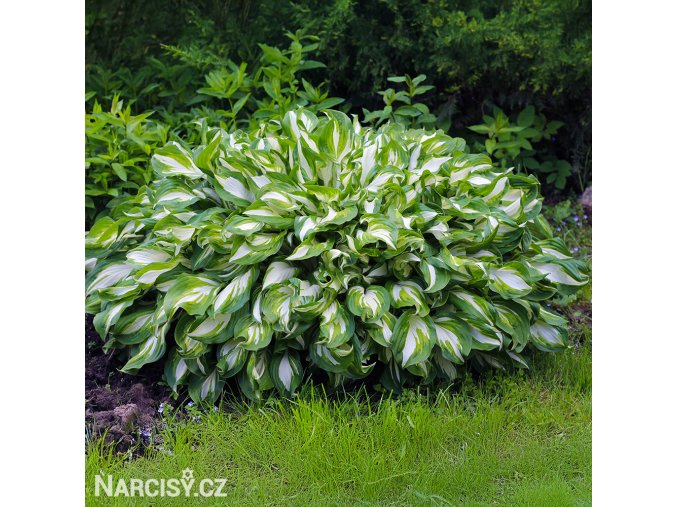 bohyska hosta mediovariegata 1