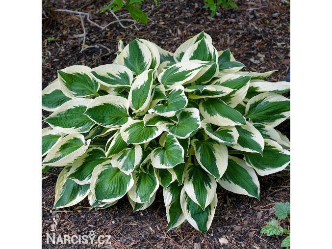 bohyska hosta patriot 1
