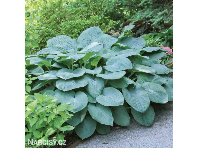 bohyska hosta mouse ears 1