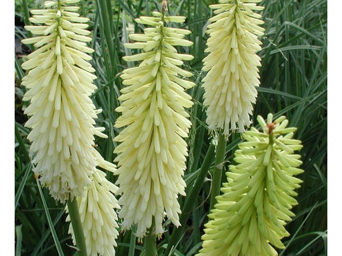 Kniphofia Ice Queen 02