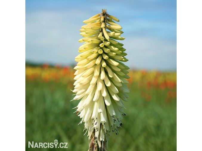 Kniphofia mnohokvět bily ice queen 1