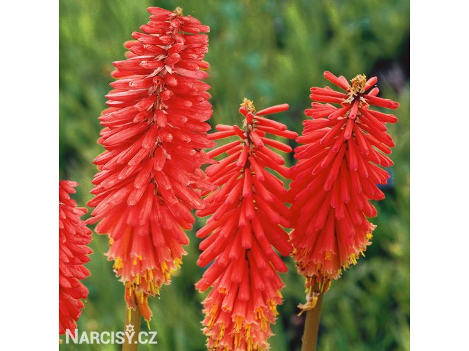 Kniphofia cerveny mnohokvet amazing fun 1