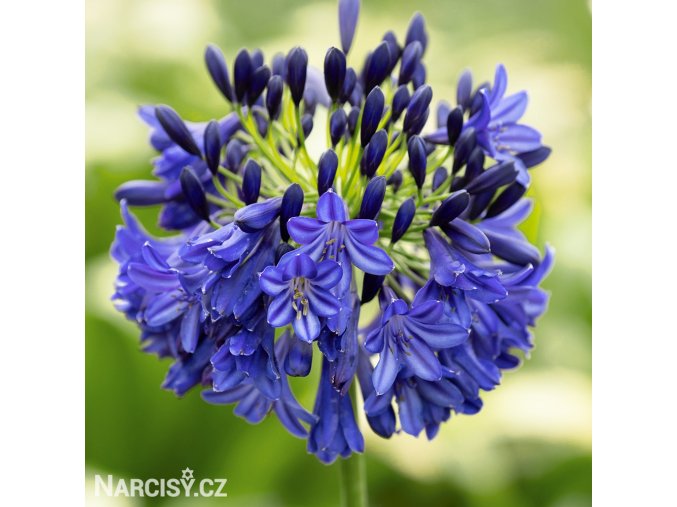 Agapanthus Kalokvet tmave modry 1