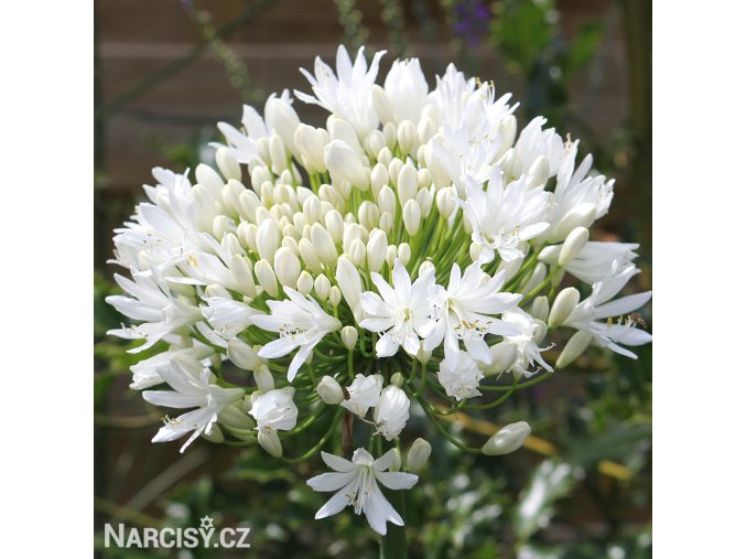 Agapanthus kalokvet bily 5