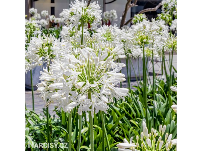 Agapanthus kalokvet bily 8