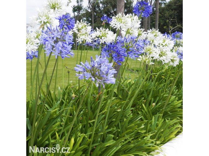 Agapanthus Kalokvet smes barev mix 1