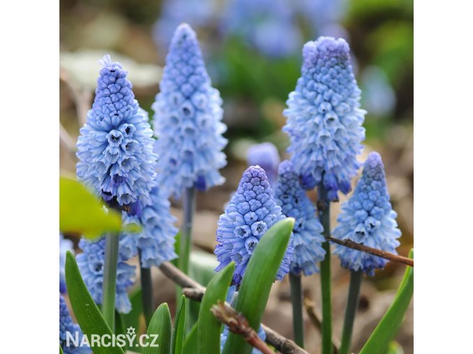 světlý modřenec muscari azureum 1