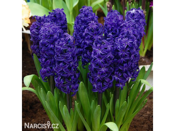 fialovy hyacint aida 5
