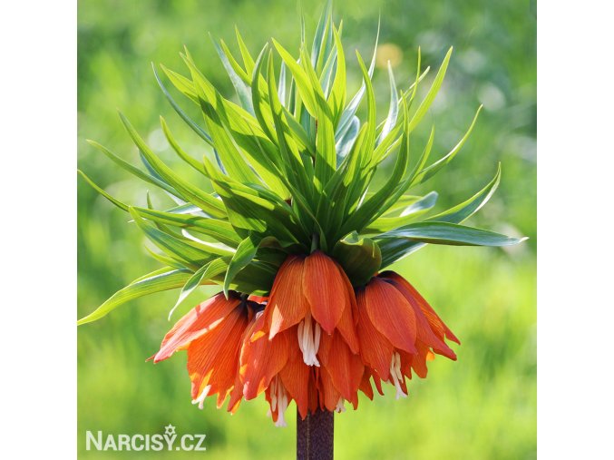 oranžový řebčík fritillaria william rex 1