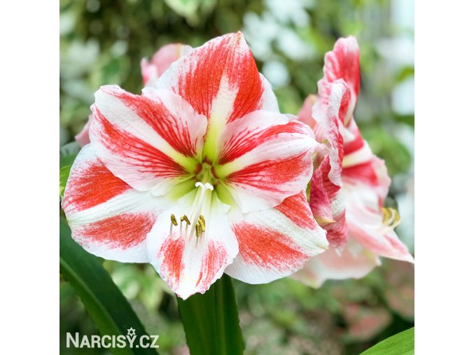 hvězdník amaryllis ambiance 1