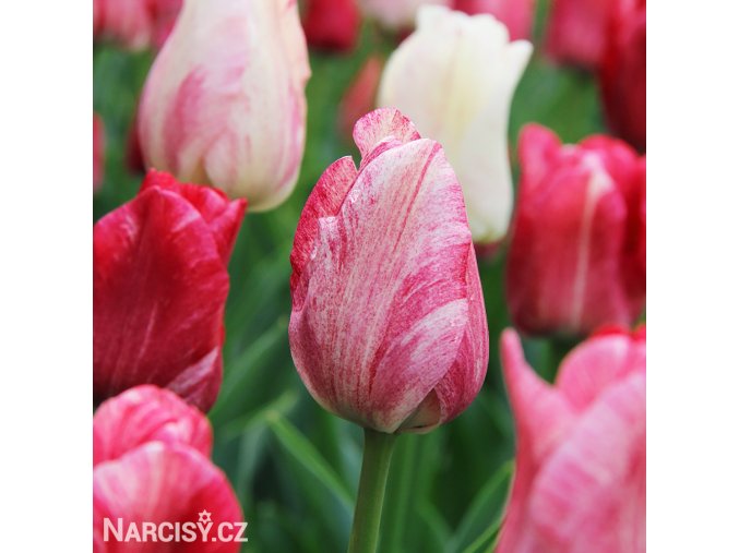 ruzovy tulipan triumph hemisphere 2