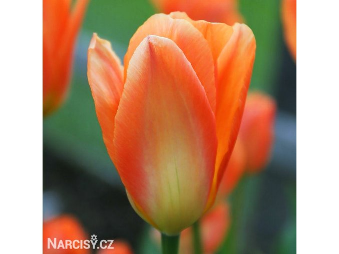 oranzovy tulipan triumph orange breeze 1