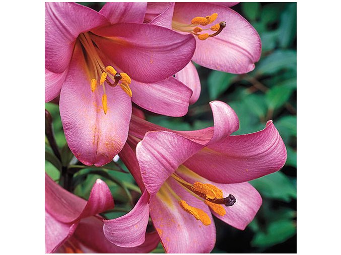 Lilie Pink perfection 3