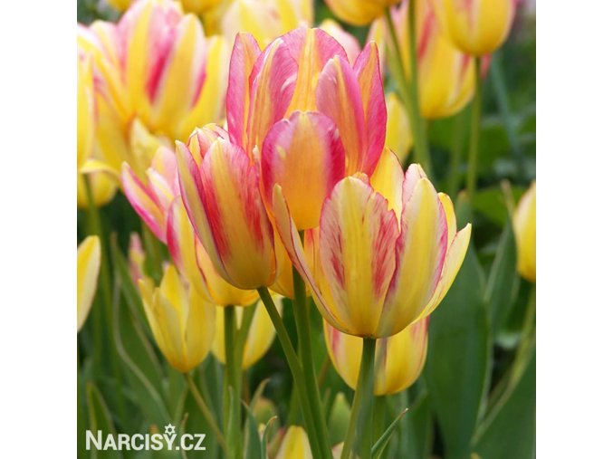 zlutoruzovy tulipan antoinette 1