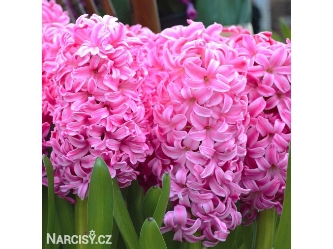 ruzovy hyacint pink pearl 1