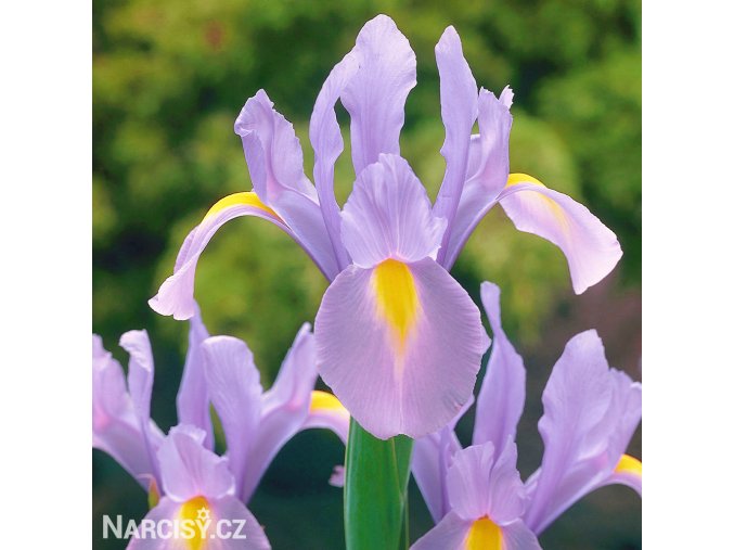 fialový kosatec iris rosario hollandica 4